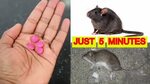 Natural remedies to kill rats 🌈 How to get rid of rats fast 